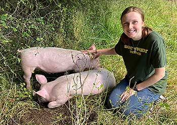 pigs
