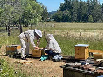 beekeeping